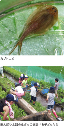 カブトエビ 田んぼや水路の生きものを調べる子どもたち