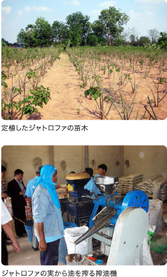 定植したジャトロファの苗木 ジャトロファの実から油を搾る搾油機
