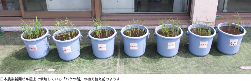 日本農業新聞ビル屋上で栽培している「バケツ稲」の植え替え前のようす