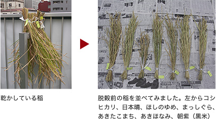 乾かしている稲→脱穀前の稲を並べてみました。左からコシヒカリ、日本晴、ほしのゆめ、まっしぐら、あきたこまち、あきほなみ、朝紫（黒米）