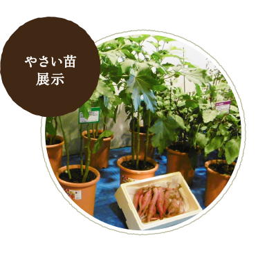 やさい苗展示 鉢に植えたいろいろなやさいを展示します 同じトマトでも種類によって葉っぱや実の付き方に違いが？
