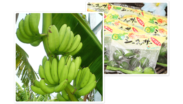 うまんちゅ市場 沖縄 Jaファーマーズマーケット 直売所 お出かけガイド 採れたて野菜のお店を探す Jaグループ