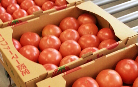 テレビ東京 L4you にて Ja北つくば 夏トマト が紹介されました メディアインフォメーション メッセージを読む Jaグループ