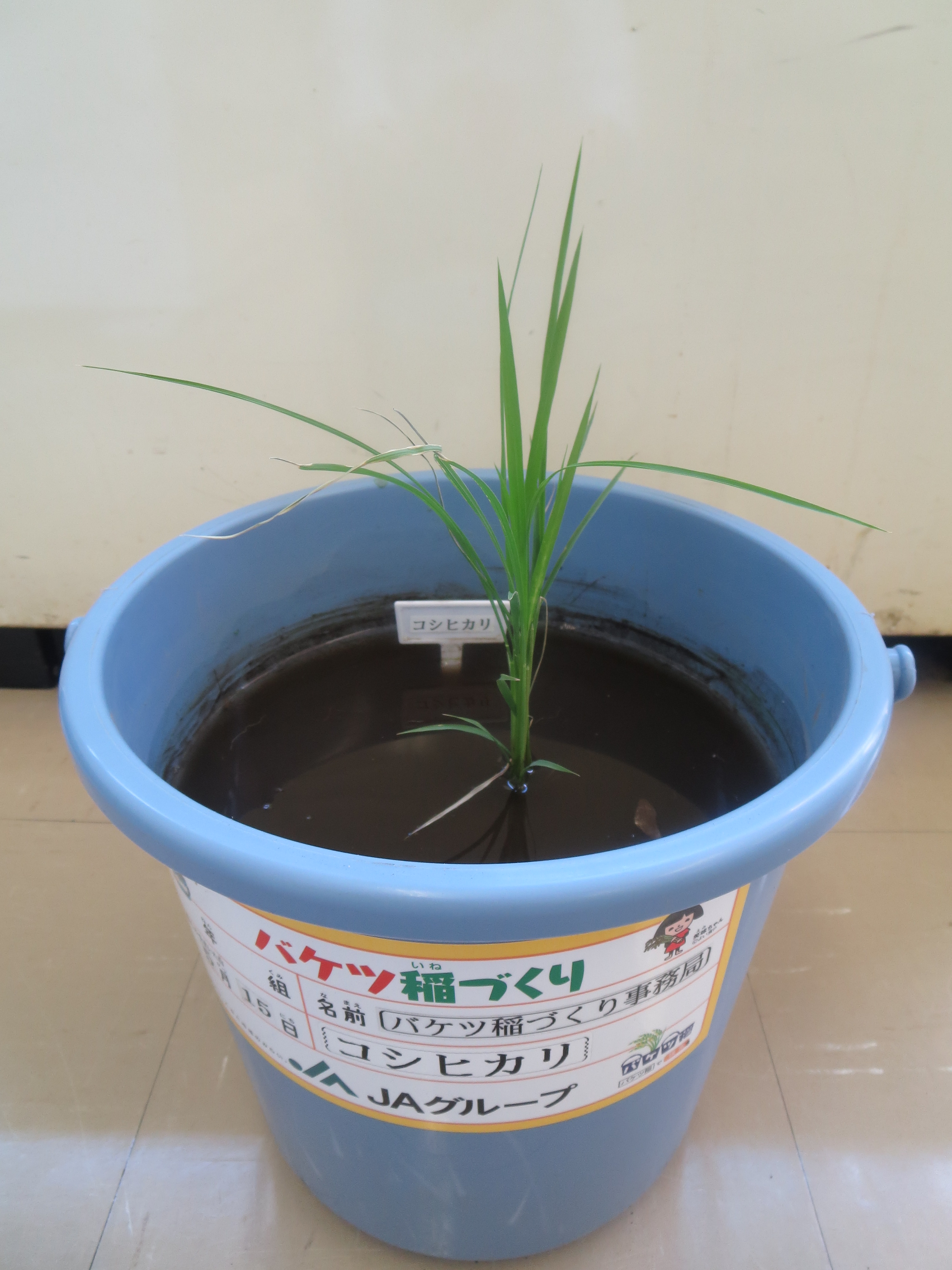 バケツ稲づくり栽培日記
