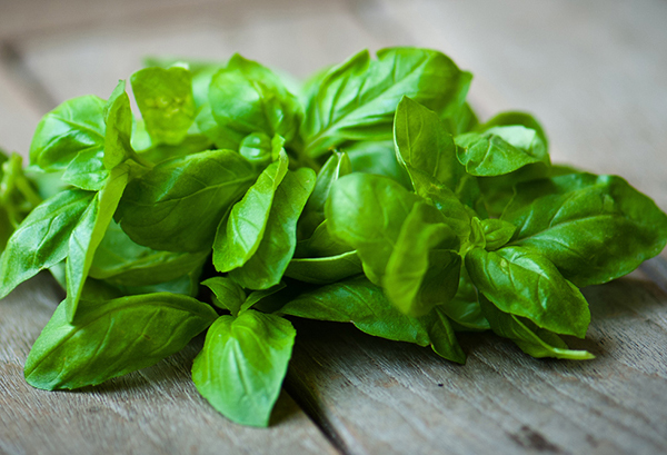 バジルの写真
