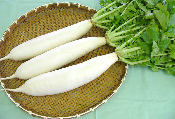 三浦大根の写真