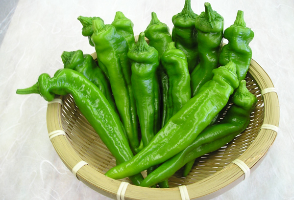 万願寺とうがらし(万願寺甘とう)の写真