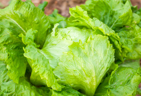 レタスの写真