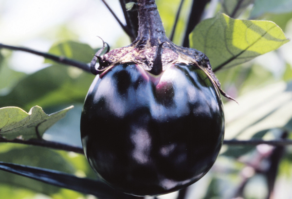 賀茂なすの写真