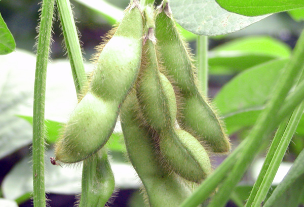 京夏ずきんの写真