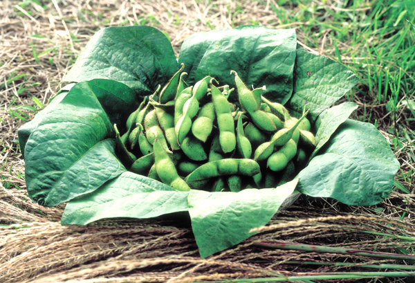 紫ずきんの写真