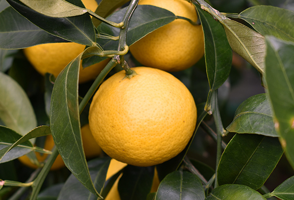 湘南ゴールドの写真