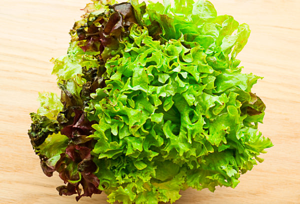 サニーレタスの写真