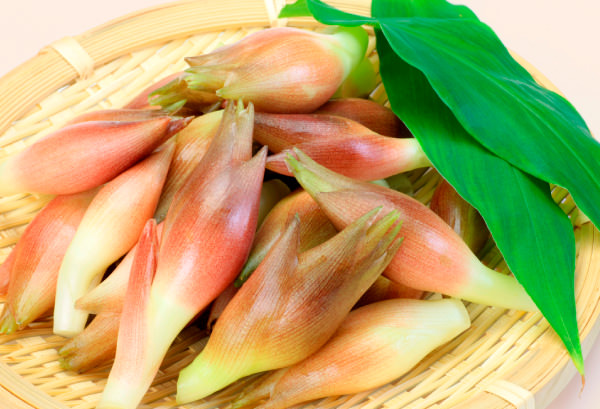 ミョウガ(茗荷)の写真