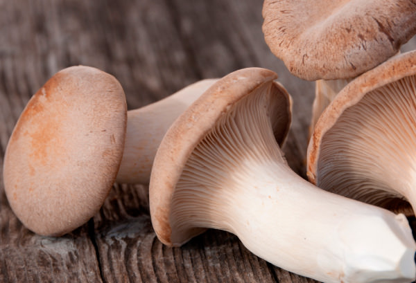 エリンギの写真