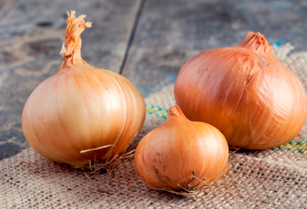 タマネギの写真