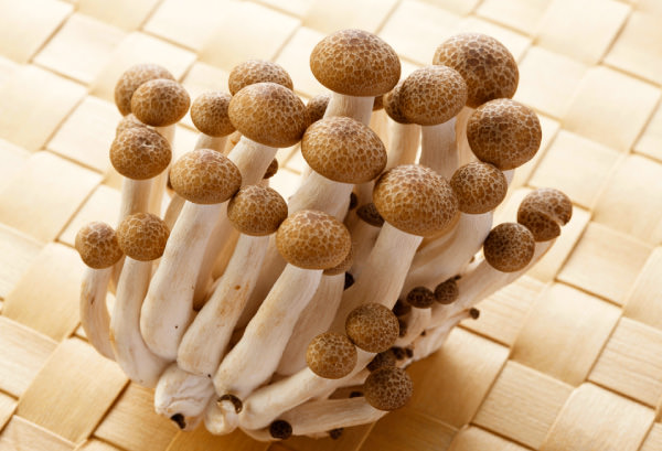 シメジ(湿地)の写真