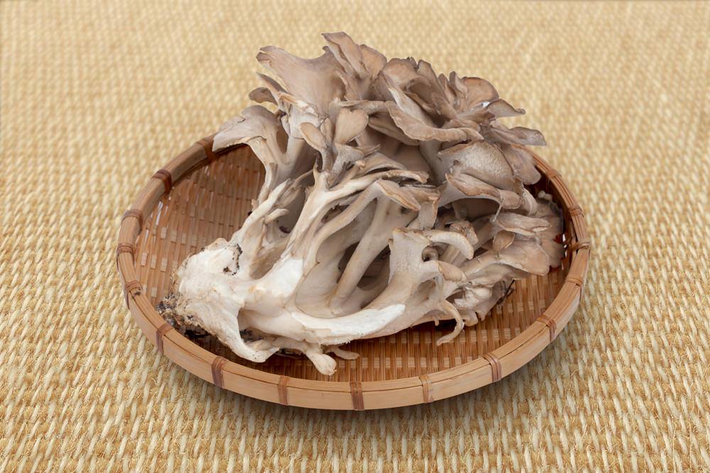 マイタケ(舞茸)の写真