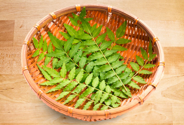 サンショウ(木の芽)の写真