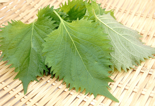 シソ(紫蘇)の写真