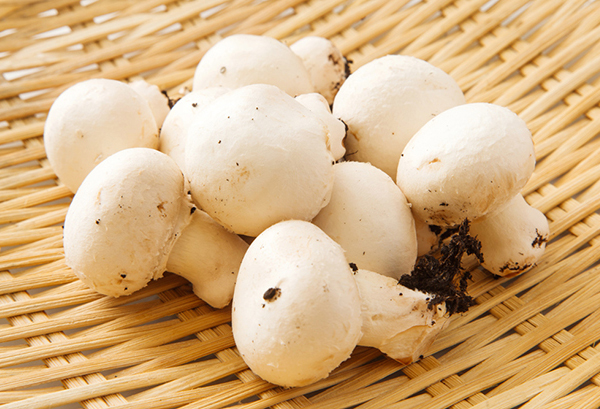 マッシュルームの写真