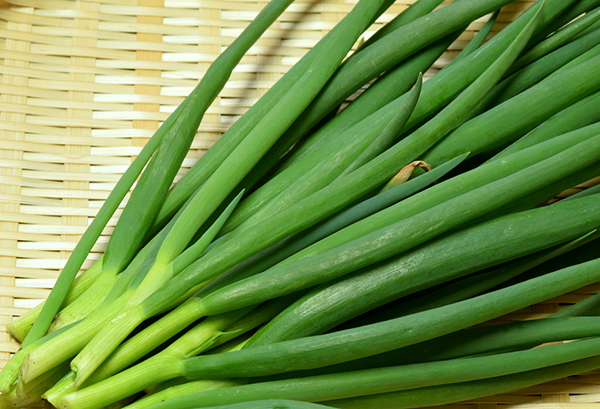 ワケギ(分け葱)の写真